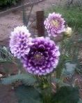 Foto Aias Lilli Georgiin (Dahlia), purpurne