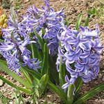Photo Dutch Hyacinth characteristics