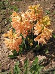 fotoğraf Bahçe Çiçekleri Hollandalı Sümbül (Hyacinthus), turuncu