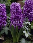 fotoğraf Bahçe Çiçekleri Hollandalı Sümbül (Hyacinthus), mor