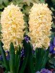 fénykép Kerti Virágok Holland Jácint (Hyacinthus), sárga