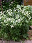 fotografie Záhradné kvety Virginia Waterleaf (Hydrophyllum virginianum), biely