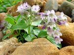 Foto Gartenblumen Hornkraut Schleierkraut (Gypsophila cerastioides.), flieder