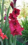 fotografie Záhradné kvety Mečík (Gladiolus), červená