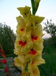 foto I fiori da giardino Gladiolo (Gladiolus), giallo