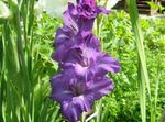 foto I fiori da giardino Gladiolo (Gladiolus), porpora