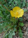 Photo les fleurs du jardin Mer Coquelicot, Coquelicot Cornes (Glaucium), jaune