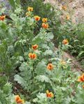 Sjø Poppy, Horned Poppy