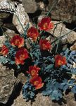 Photo les fleurs du jardin Mer Coquelicot, Coquelicot Cornes (Glaucium), rouge