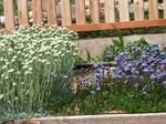 fotografie Záhradné kvety Zemegule Sedmokráska (Globularia), modrá