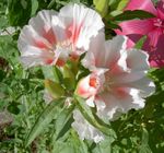 Photo Atlasflower, Farewell-to-Spring, Godetia characteristics