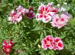 Photo Atlasflower, Farewell-to-Spring, Godetia characteristics