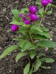 zdjęcie Ogrodowe Kwiaty Gomphrena (Gomphrena globosa), purpurowy