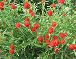 Фото Бақша Гүлдер Gomphrena (Gomphrena globosa), қызыл