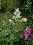Photo Fleeceflower Géant, Fleur Blanche Polaire, Dragon Blanc les caractéristiques