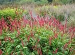 Bilde Hage blomster Fjell Fleece (Polygonum amplexicaule, Persicaria amplexicaulis), rød