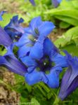 фотографија Баштенске Цветови Линцура, Виллов Линцура (Gentiana), плави