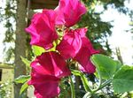 foto Tuin Bloemen Pronkerwt (Lathyrus odoratus), rood