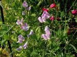 fotografie Gradina Flori Mazare Dulce (Lathyrus odoratus), liliac