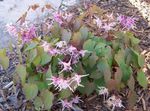 フォト 庭の花 ツメナガホオジロイカリソウ、メギ科イカリソウ属の植物 (Epimedium), ライラック