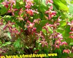 Foto Longspur Epimedium, Barrenwort karakteristike