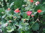 Avens, Geum 