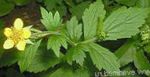 Photo les fleurs du jardin Avens, Geum , jaune