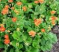 Photo les fleurs du jardin Avens, Geum , orange