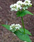 fotografie Záhradné kvety Pohánka (Fagopyrum esculentum), biely