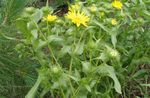 Krullend Cup Gumweed