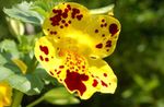 Фото Садовые Цветы Губастик гибридный (Мимулюс) (Mimulus), желтый