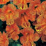 Фото Садовые Цветы Губастик гибридный (Мимулюс) (Mimulus), оранжевый