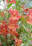 Mimulus Orange (Mimulyus)