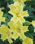 Foto Dārza Ziedi Sticky Monkeyflower (Mimulus aurantiacus), dzeltens