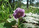 フォト 庭の花 Deinanthe , ライラック