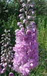 Photo Delphinium les caractéristiques