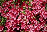 フォト 庭の花 Diascia、ツインスパー , 赤