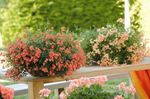 Photo Garden Flowers Diascia, Twinspur , orange