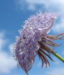 Photo Blue Lace Flower, Rottnest Island Daisy (Didiscus), lilac