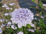 Foto Blaue Spitze Blume, Rottnest Island Daisy Merkmale