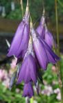 Photo bláthanna gairdín Slat Iascaireacht, Wand Fairy, Wandflower Aingeal Ar (Dierama), corcra