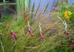 Photo bláthanna gairdín Slat Iascaireacht, Wand Fairy, Wandflower Aingeal Ar (Dierama), dearg