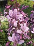 Foto Have Blomster Gasanlæg, Brændende Busk (Dictamnus), lilla