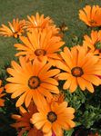 Cape Morgenfrue, African Daisy