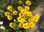 Foto Flores de jardín Maravilla De Cabo, Margarita Africana (Dimorphotheca), amarillo