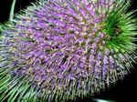 Photo Garden Flowers Teasel (Dipsacus), lilac