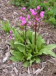 Photo Shooting star, American Cowslip, Indian Chief, Rooster Heads, Pink Flamingo Plant characteristics