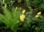 Foto Flores de jardín Del Leopardo Plaga (Doronicum orientale), amarillo