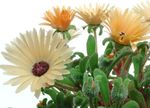 Bilde Hage blomster Livings Daisy (Dorotheanthus (Mesembryanthemum)), orange