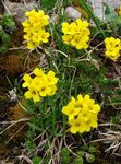 Bilde Hage blomster Draba , gul